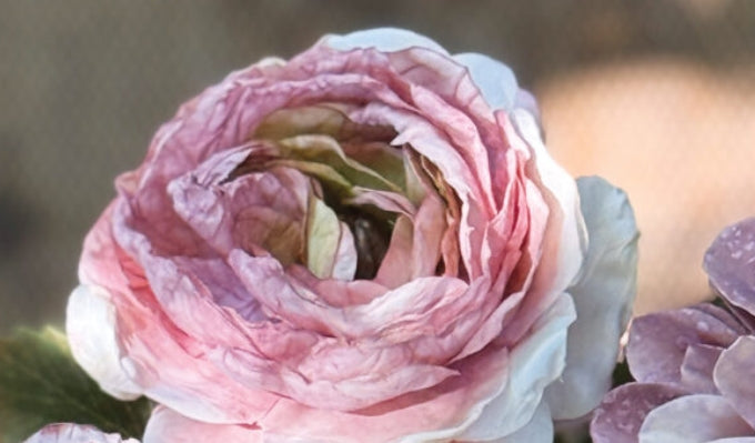 Pink Ranunculus