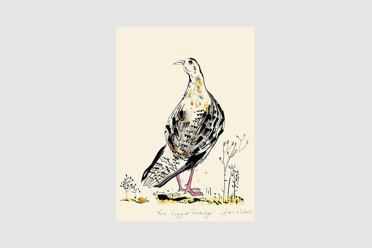 A4 Framed Sam Wilson Red-Legged Partridge Print